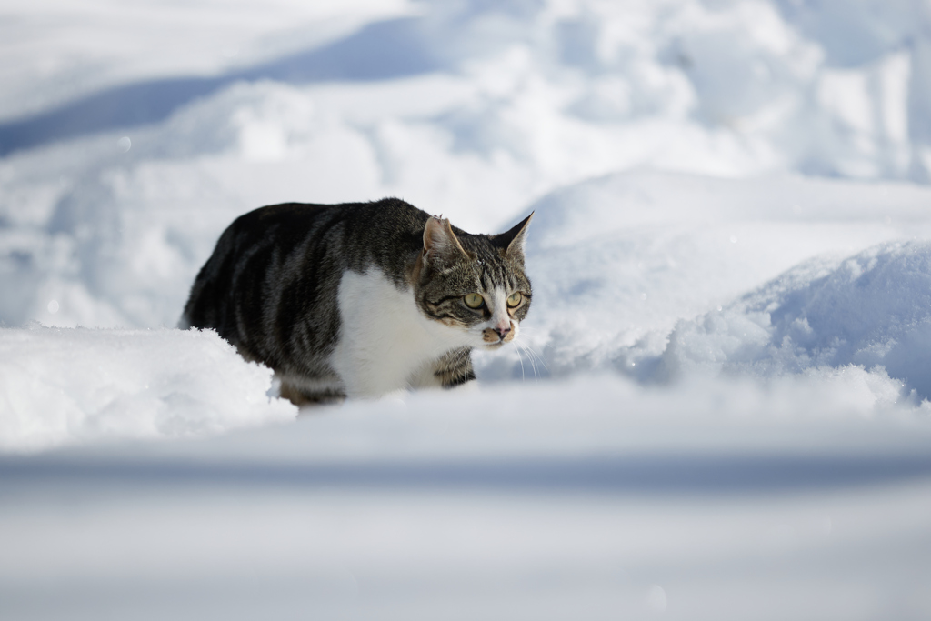 雪道をてくてく
