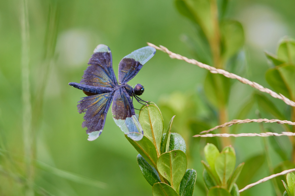 チョウトンボ_2