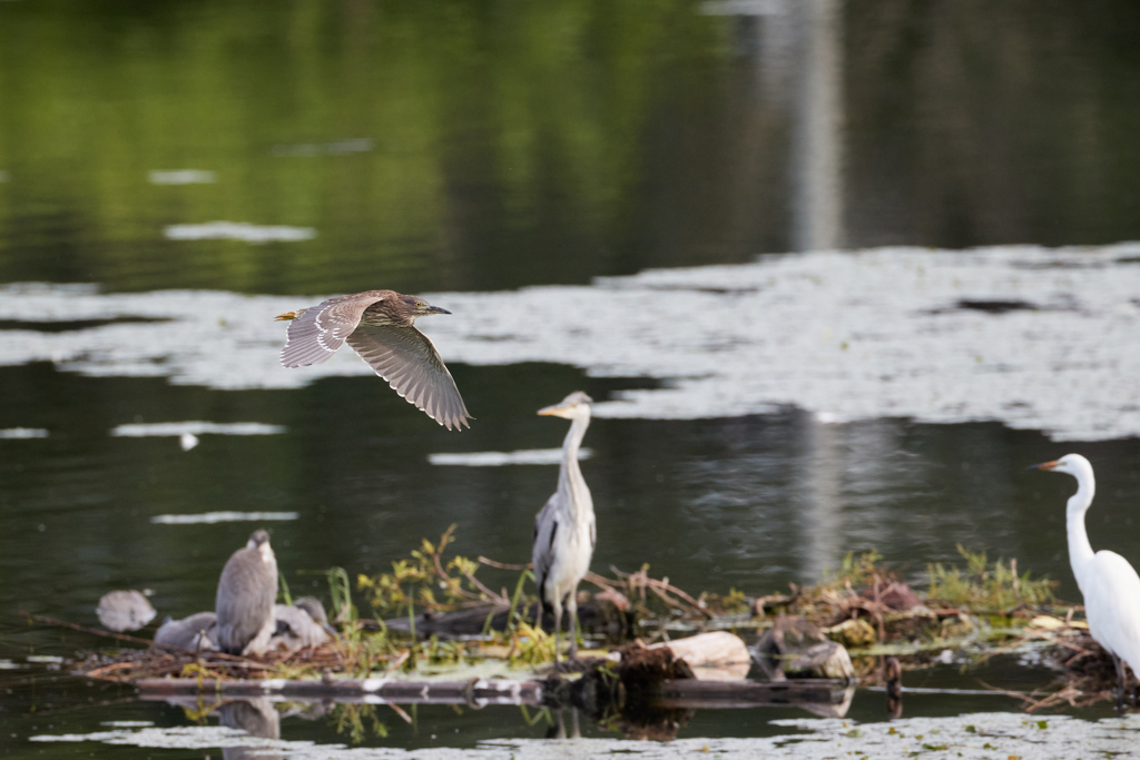 ホシゴイ／ゴイサギ幼鳥の飛翔