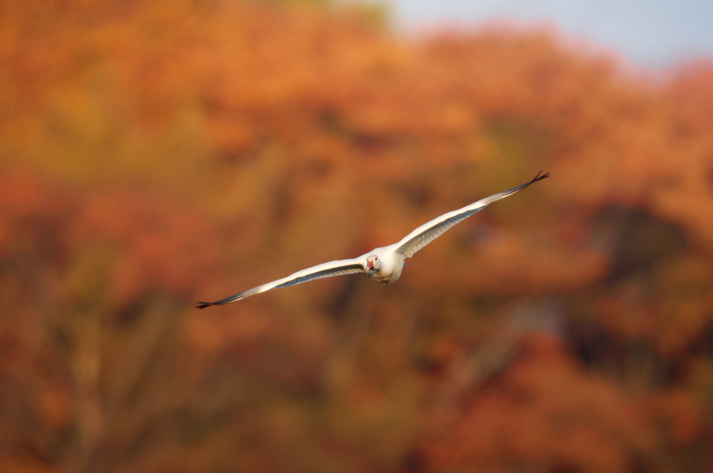 紅葉とハクガンの飛翔