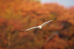 紅葉とハクガンの飛翔