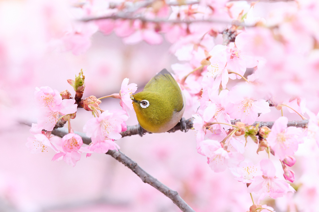 河津桜ジロー | 13