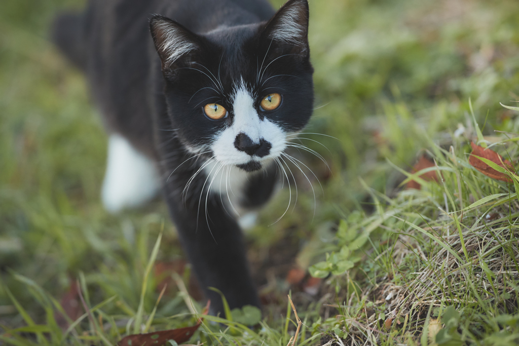 通りたいんですけど