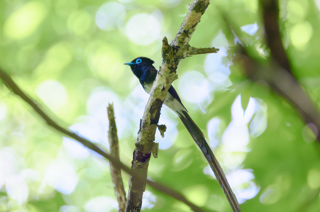 淡いグリーンバッグとブルーリング