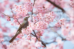 桜とヒヨドリ_5