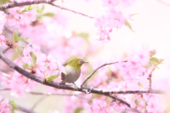 河津桜ジロー | 20