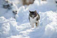 雪道を歩く