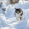 雪道を歩く