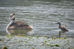 カンムリカイツブリと幼鳥 | 7