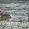 カンムリカイツブリと幼鳥 | 7
