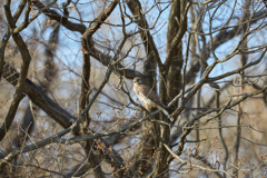 木にとまるチョウゲンボウ