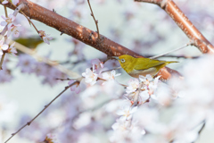 お花見中？