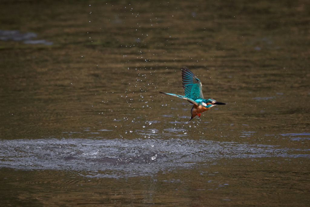 カワセミの離水_8