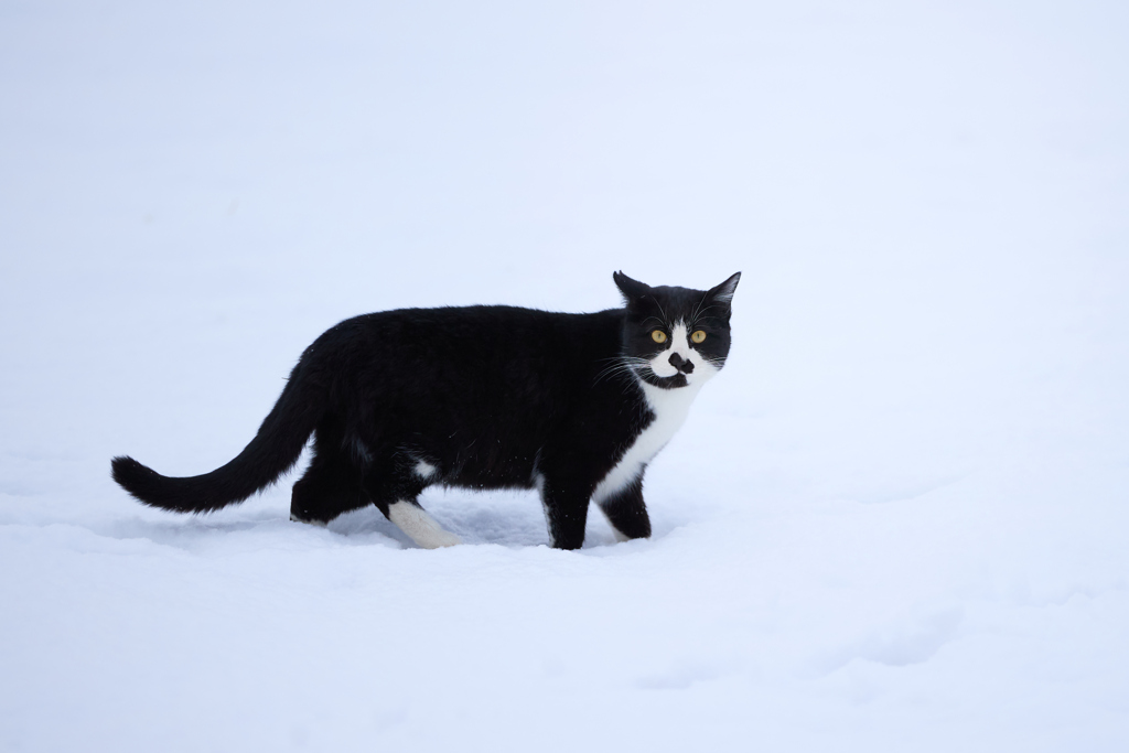雪道でばったり