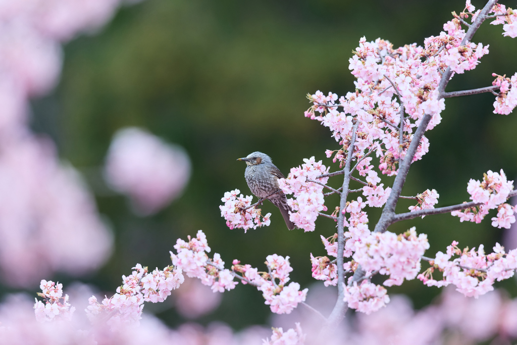 河津桜ヒヨ