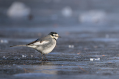 氷上でたたずむ