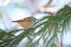 キクイタダキ | 6