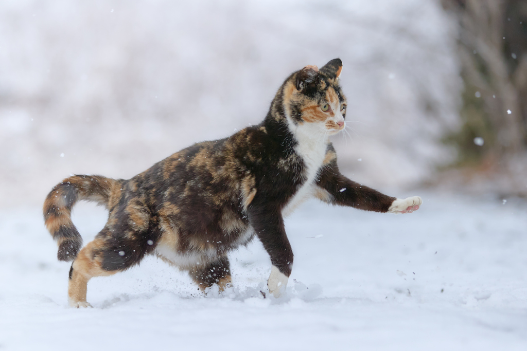 雪の中を駆ける