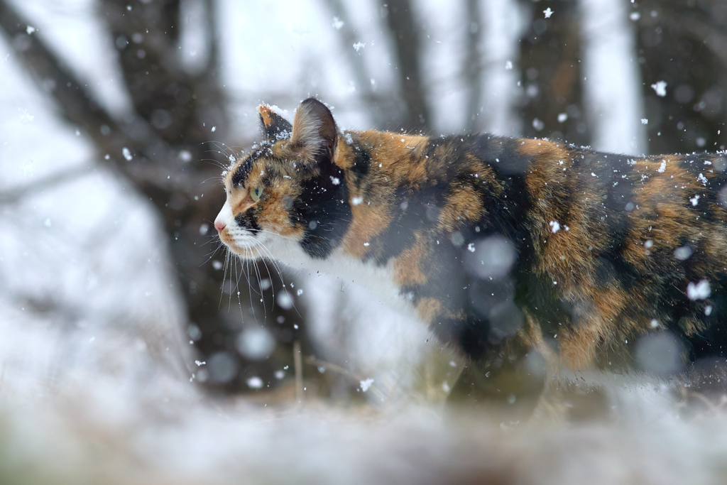 雪の中をたくましく歩く