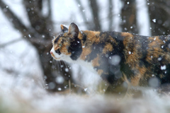 雪の中をたくましく歩く