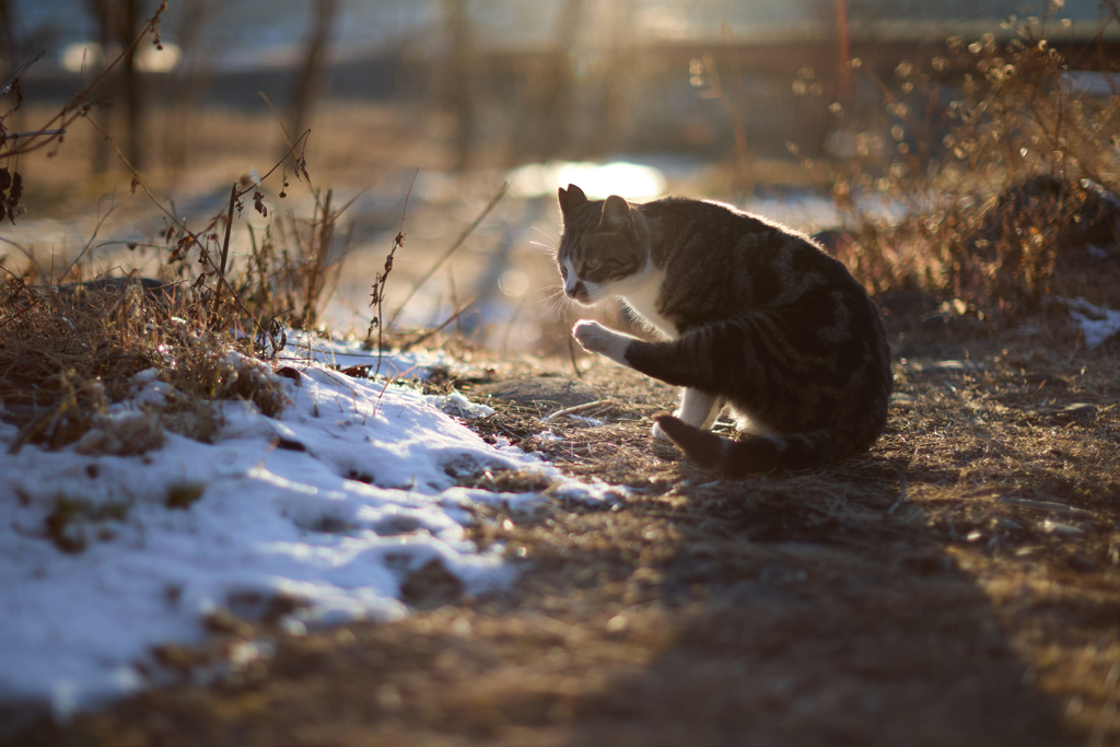 夕暮れにお手入れ