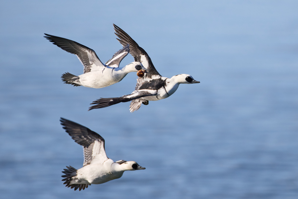 ミコアイサ | 23