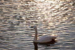 夕日の水面と白鳥／コハクチョウ_2