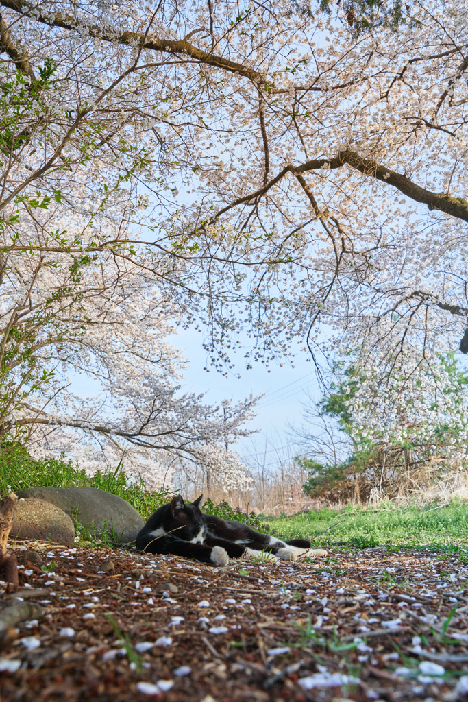 桜の下で一休み