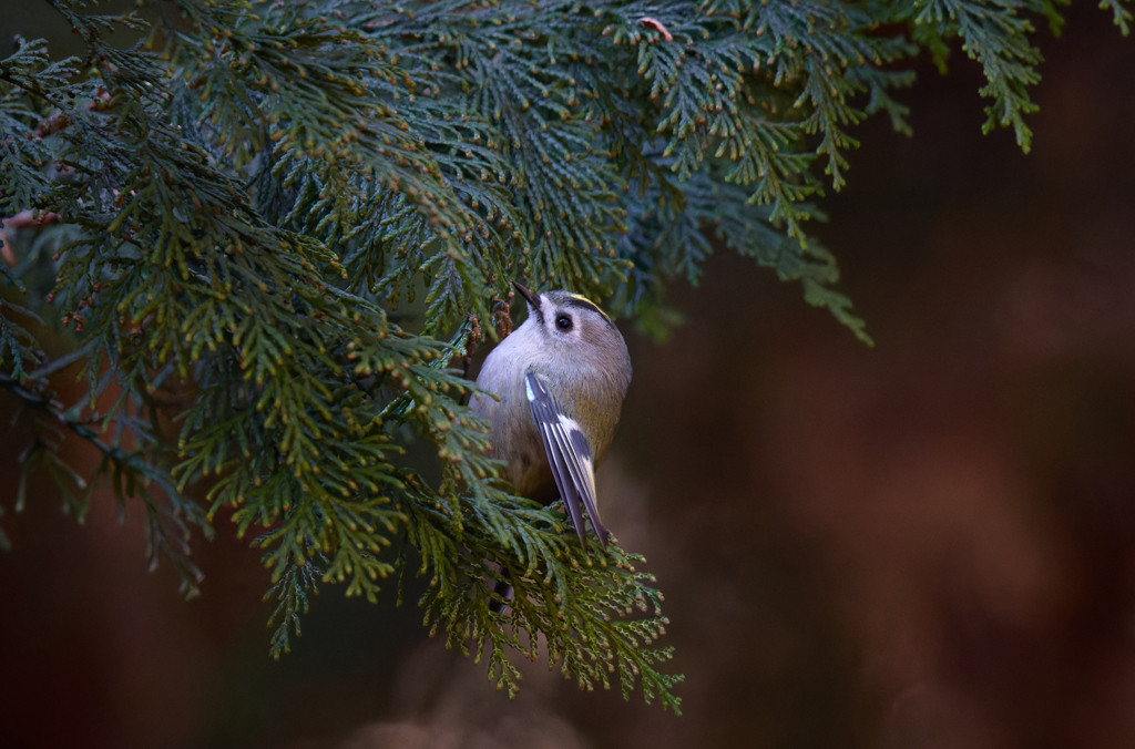 キクイタダキ | 3