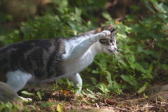 トンボを追いかける３