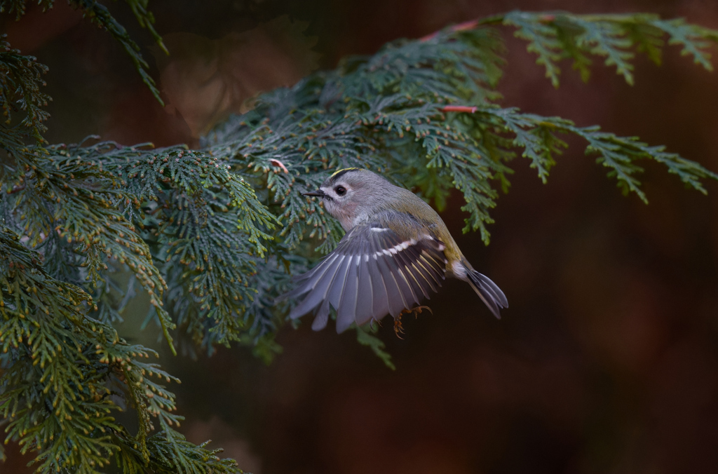 キクイタダキ | 2