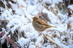 雪の里山とカヤクグリ