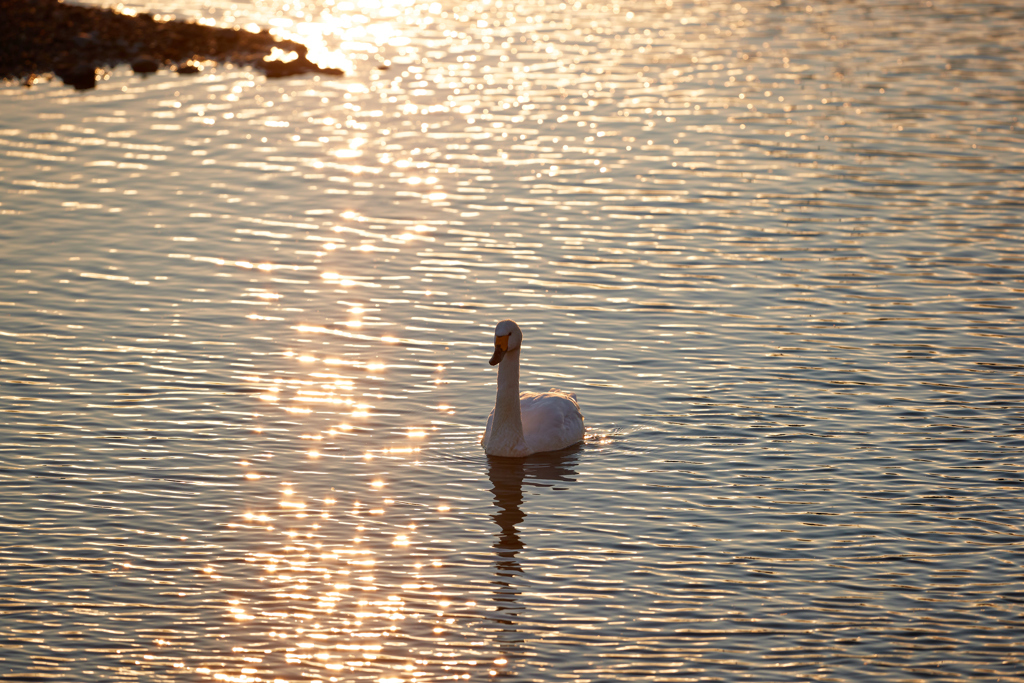 夕日の水面を泳ぐ白鳥／コハクチョウ