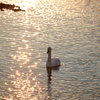夕日の水面を泳ぐ白鳥／コハクチョウ
