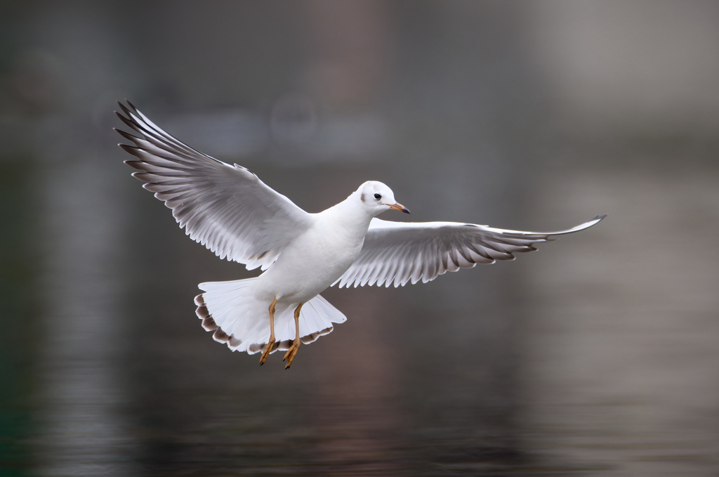 ユリカモメ | 11