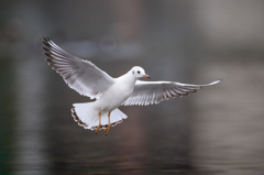 ユリカモメ | 11