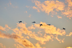 夕方の空を飛ぶ白鳥／コハクチョウたち