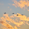夕方の空を飛ぶ白鳥／コハクチョウたち