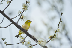 お花見中かな