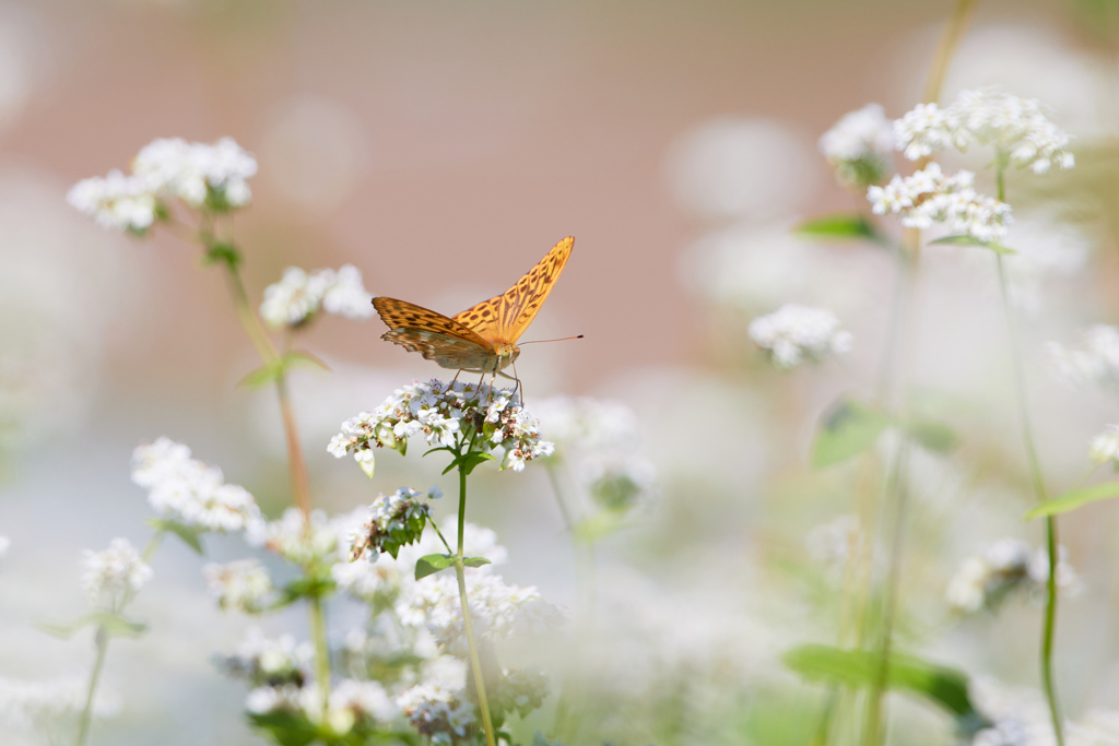 そばの花とキタテハ_2