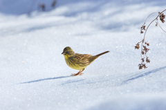 雪アオジ