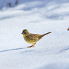 雪アオジ