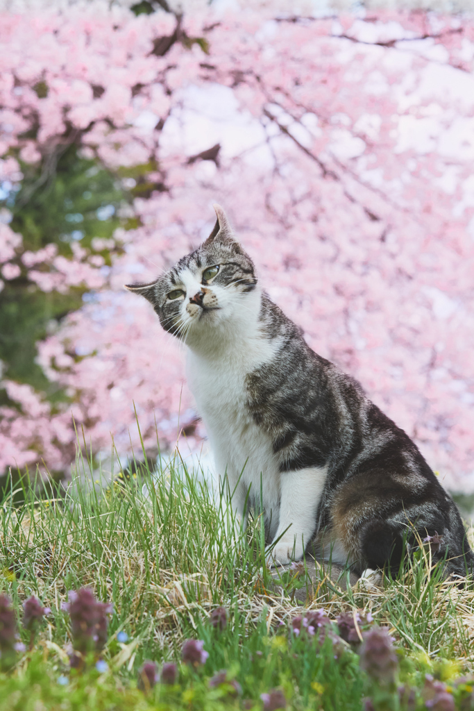 桜満開！