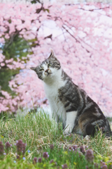 桜満開！