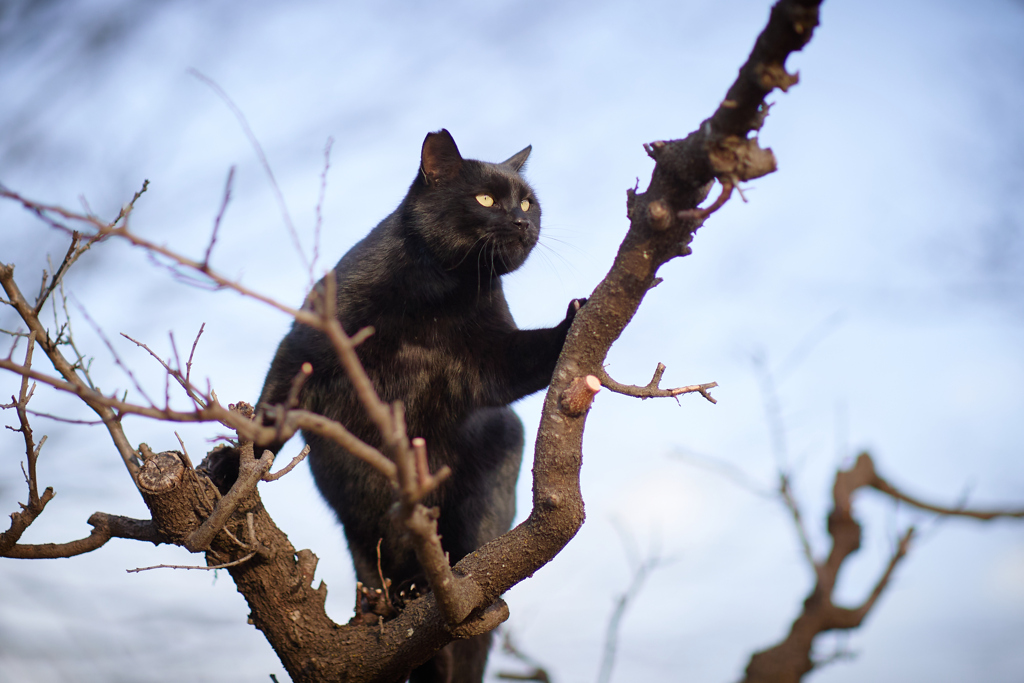 木登り黒ちゃん