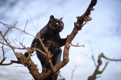 木登り黒ちゃん