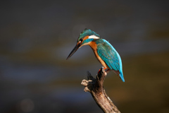 カワセミのアップ