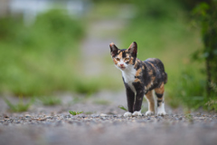 ちょっと険しい表情の三毛ちゃん