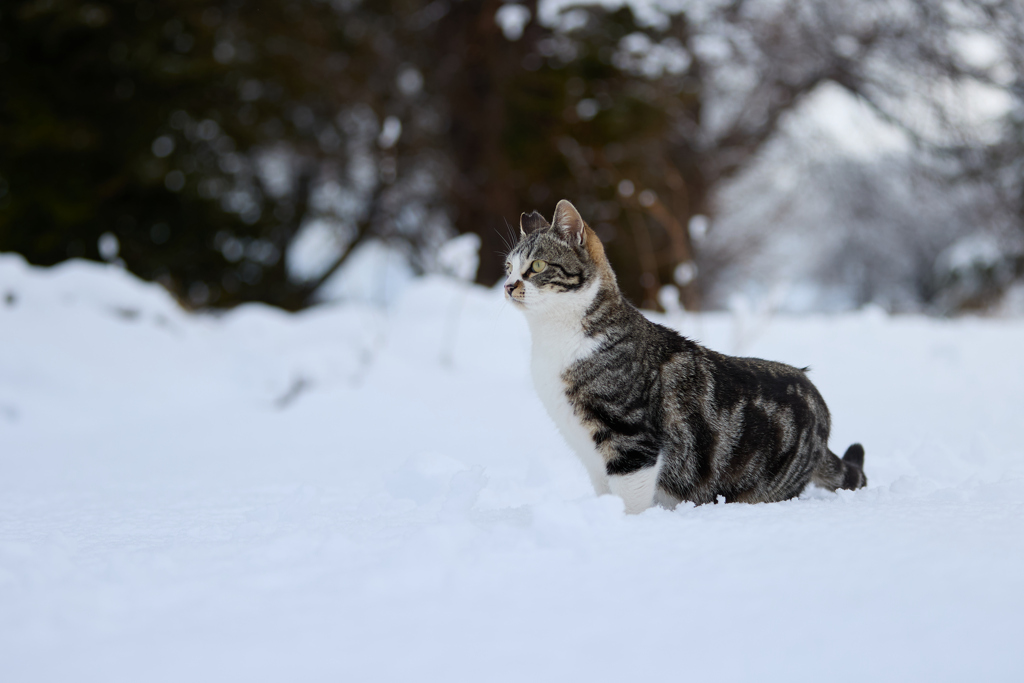 雪の中で佇む