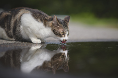 雨上がりのリフレクション